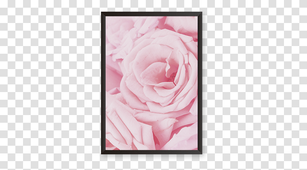 Rose, Plant, Flower, Blossom, Electronics Transparent Png