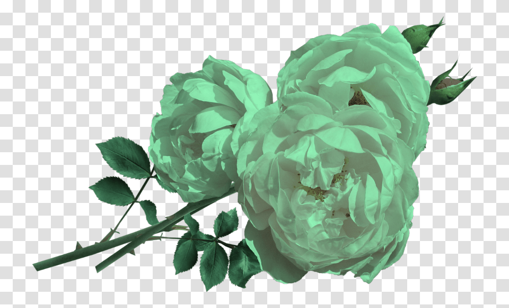 Rose, Plant, Flower, Blossom, Peony Transparent Png