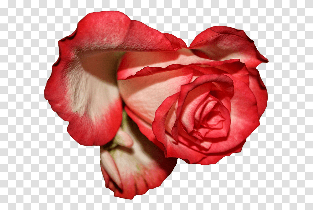 Rose, Plant, Flower, Blossom, Person Transparent Png