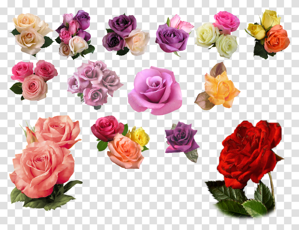 Rose, Plant, Flower, Blossom, Petal Transparent Png
