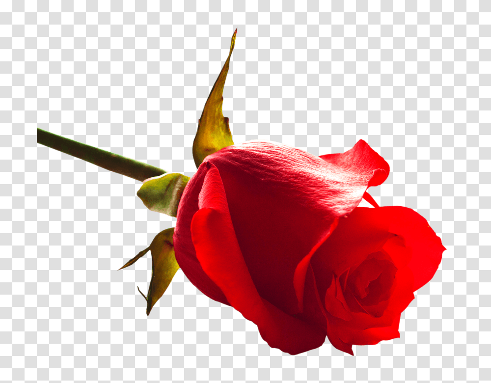 Rose, Plant, Flower, Blossom, Petal Transparent Png