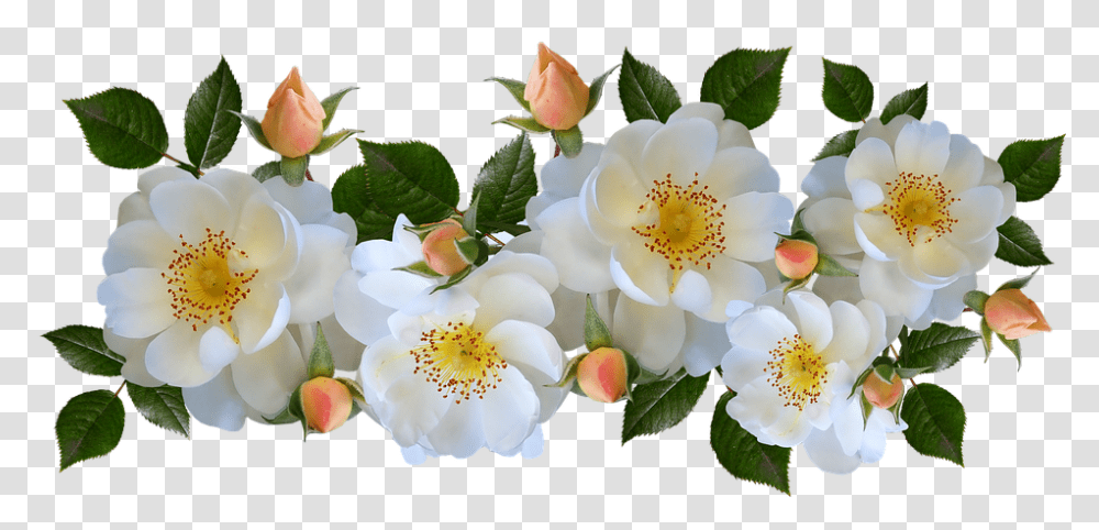 Rose, Plant, Flower, Flower Arrangement, Flower Bouquet Transparent Png