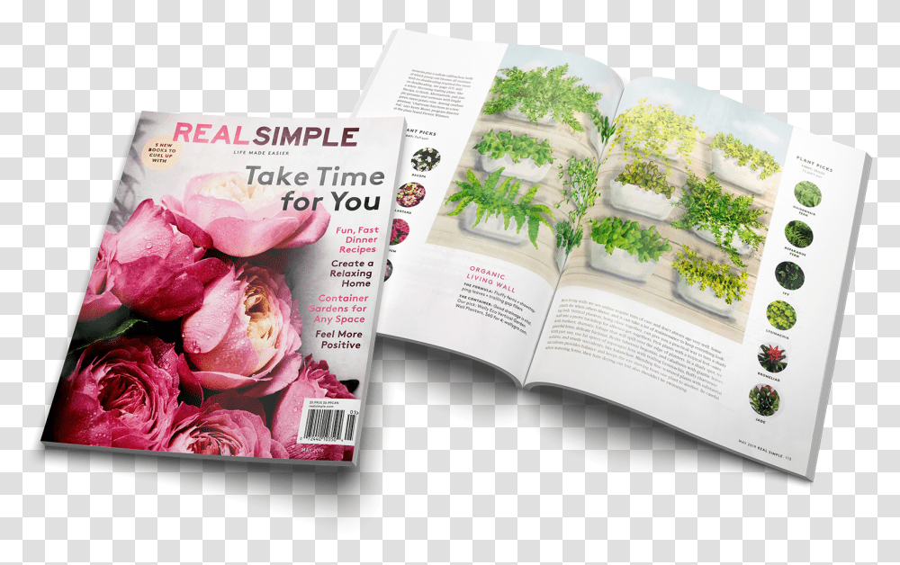 Rose, Plant, Flyer, Poster, Paper Transparent Png