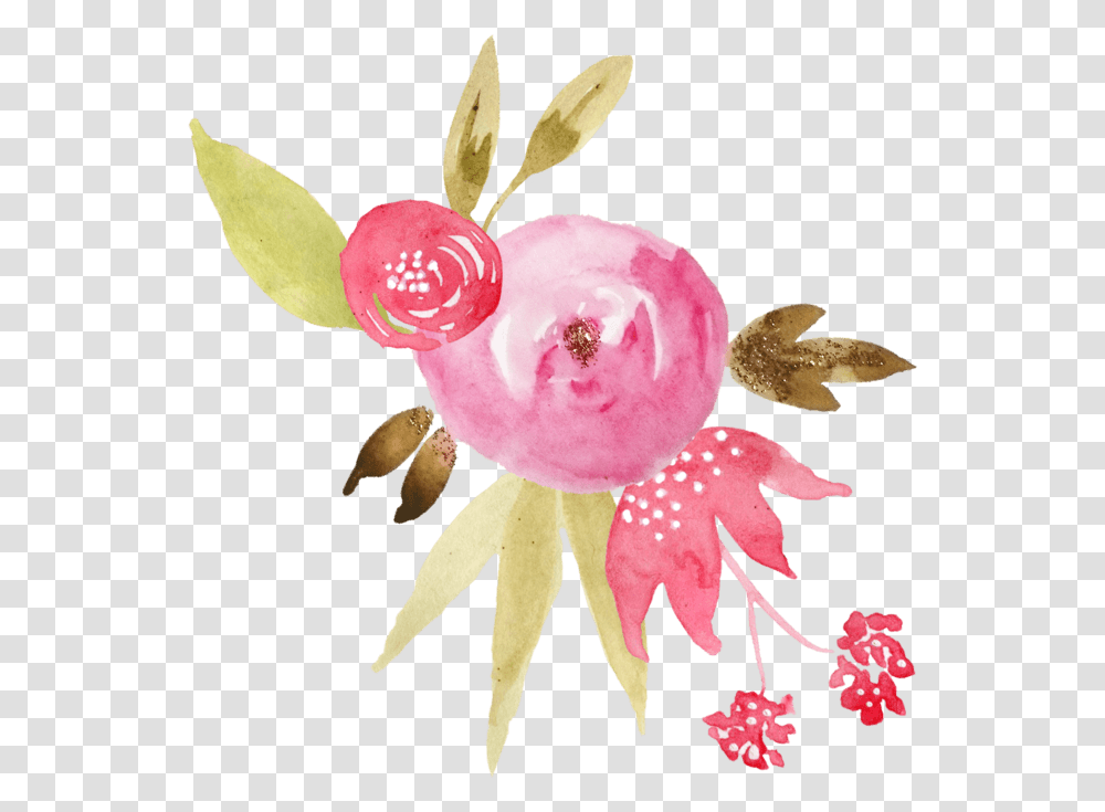 Rose, Plant, Floral Design Transparent Png