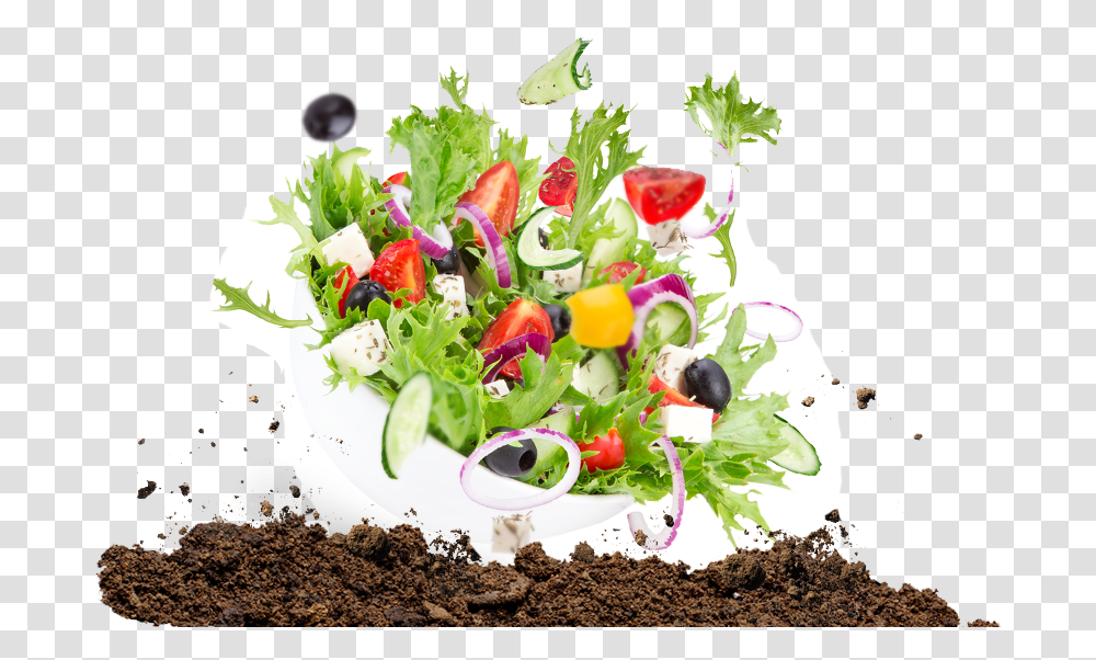 Rose, Plant, Meal, Food, Soil Transparent Png