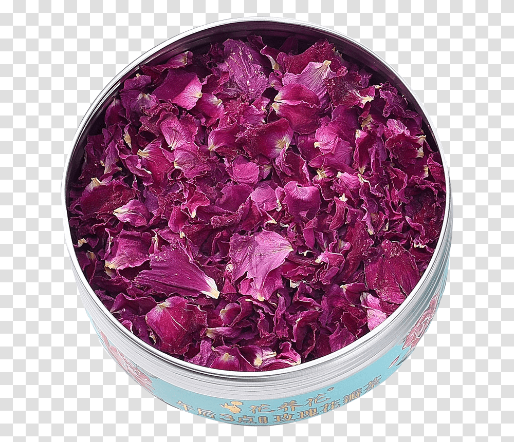 Rose, Plant, Petal, Flower, Blossom Transparent Png