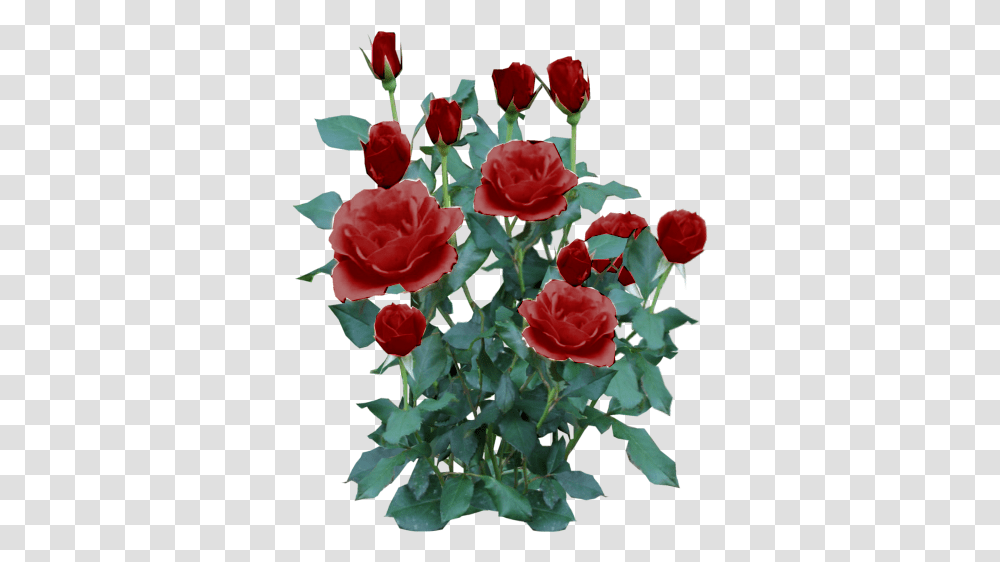 Rose Plant Rose Bush, Flower, Blossom, Carnation, Petal Transparent Png