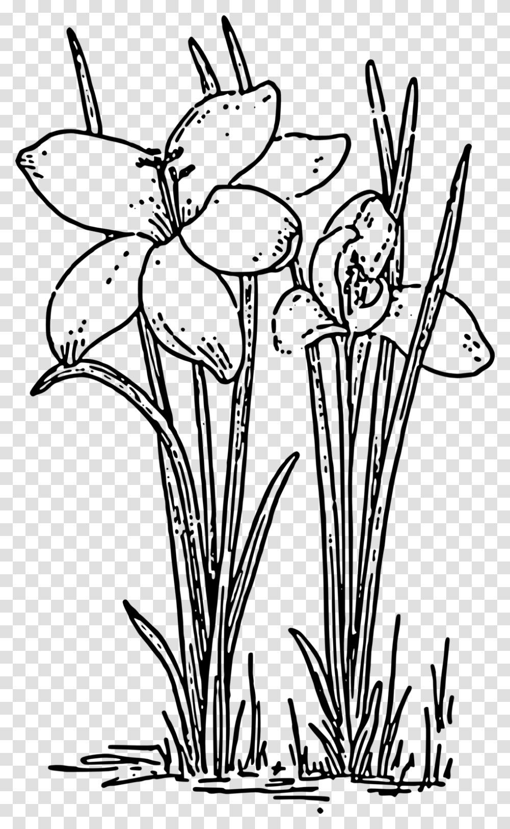 Rose Plants Black And White, Gray, World Of Warcraft Transparent Png