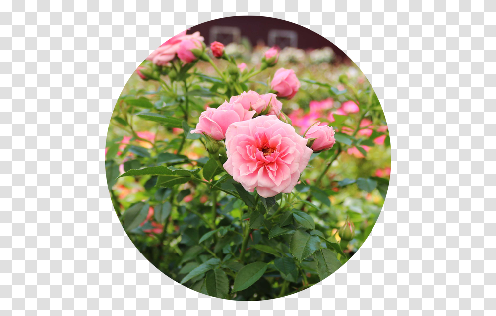 Rose Plants Floribunda, Flower, Blossom, Peony, Geranium Transparent Png