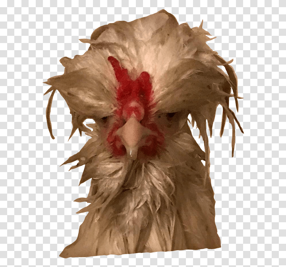 Rose, Poultry, Fowl, Bird, Animal Transparent Png