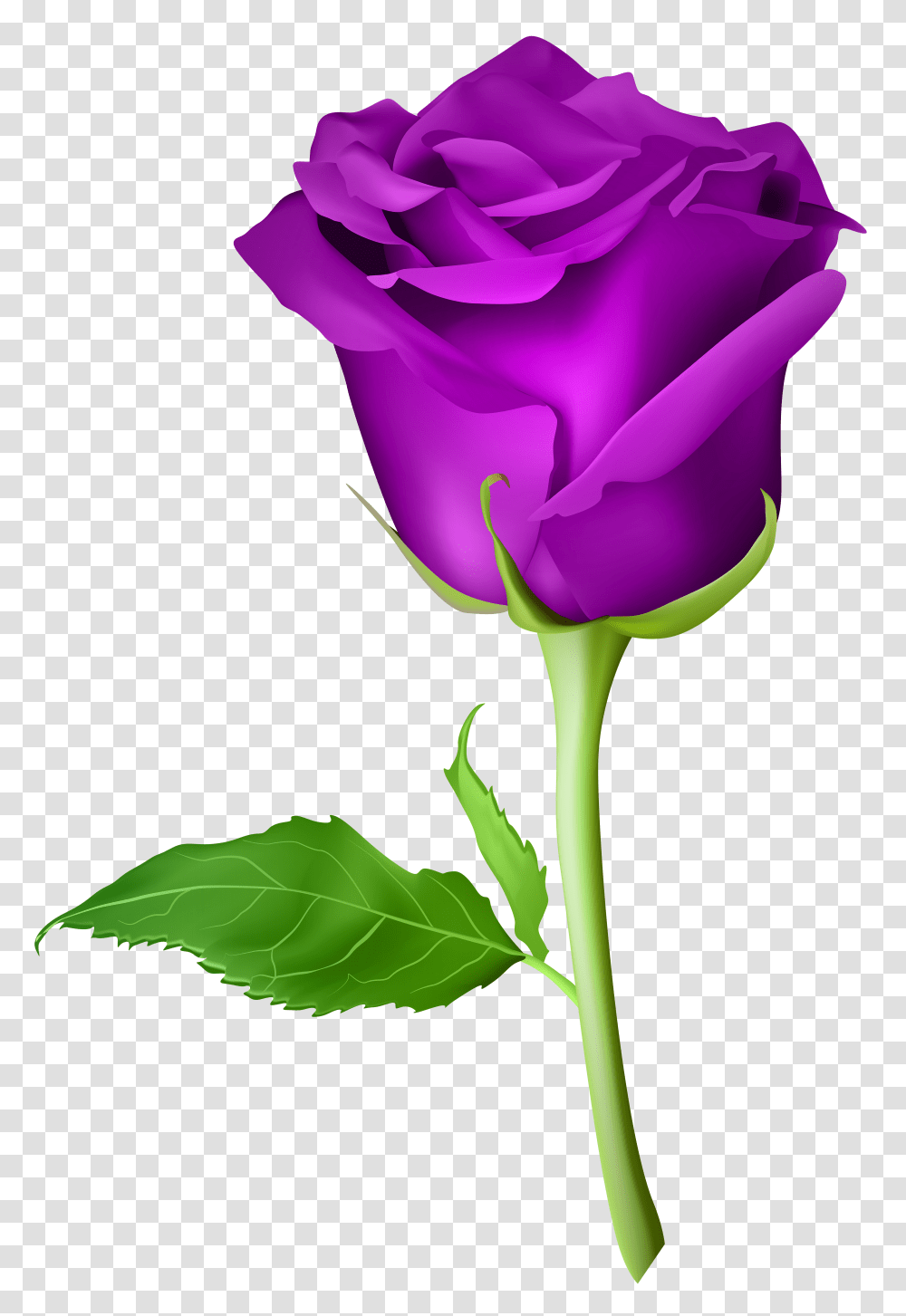 Rose Purple Clip Art, Flower, Plant, Blossom Transparent Png