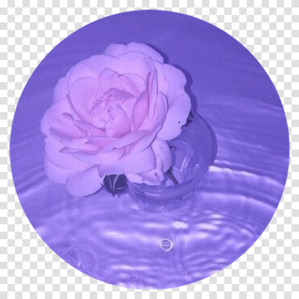 Rose Purple Tumblr Aesthetic Aesthetic Purple Circle, Petal, Flower, Plant, Icing Transparent Png