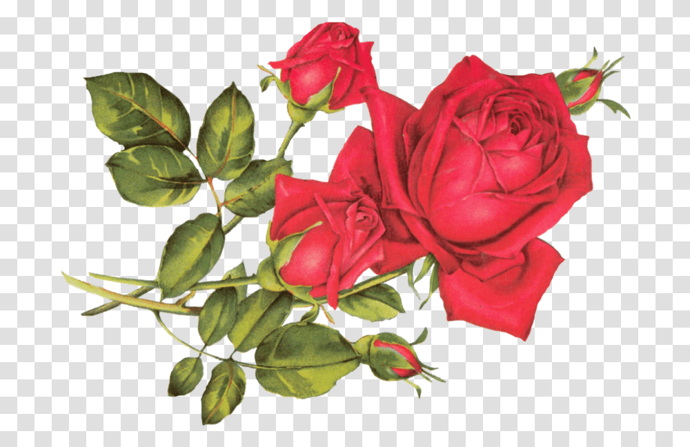 Rose R, Flower, Plant, Blossom, Petal Transparent Png
