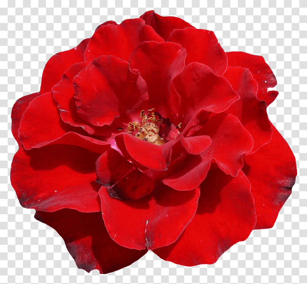 Rose Red Blossom Free Picture Red Rose Flower White Background, Geranium, Plant, Petal, Peony Transparent Png