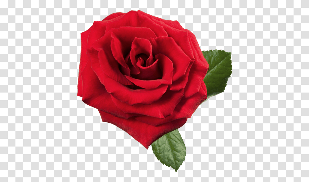 Rose Red Clip Art Red Rose, Flower, Plant, Blossom Transparent Png