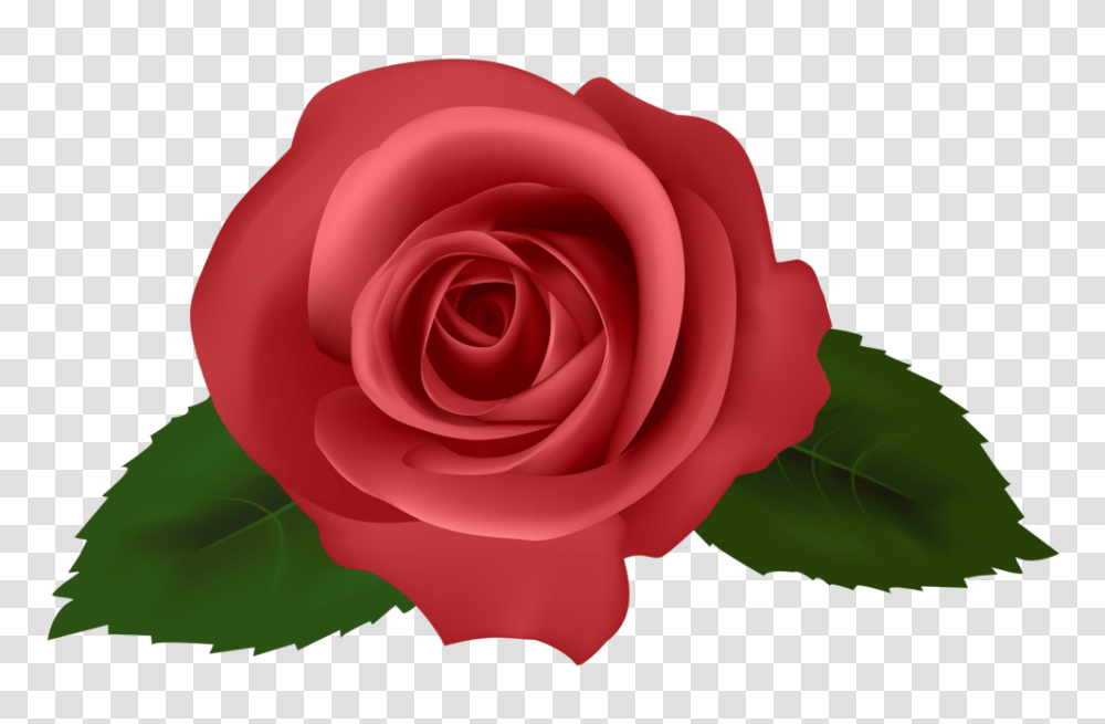 Rose Red Clipart, Flower, Plant, Blossom, Petal Transparent Png