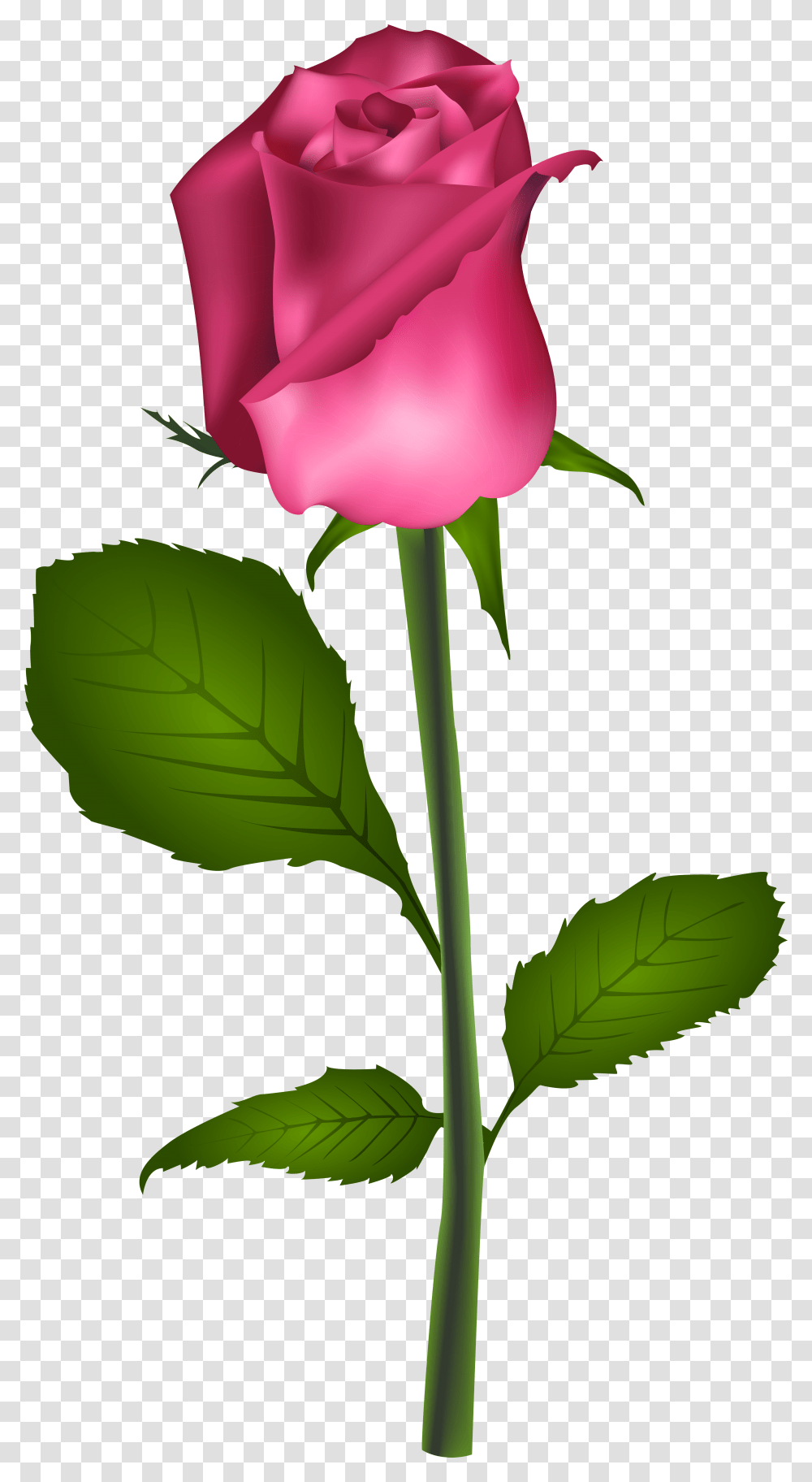 Rose Red Flower Clip Art Pink Rose Clip Art Best Roseflower, Plant, Blossom, Petal, Leaf Transparent Png