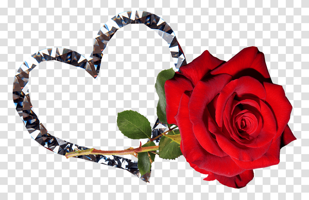 Rose Red Flower Valentine Romantic Good Night Tamil Heart, Plant, Blossom, Person, Human Transparent Png