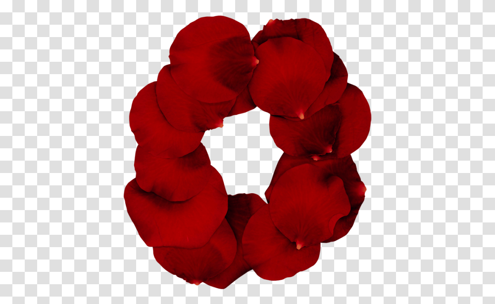 Rose Red Font Petal, Flower, Plant, Blossom, Geranium Transparent Png