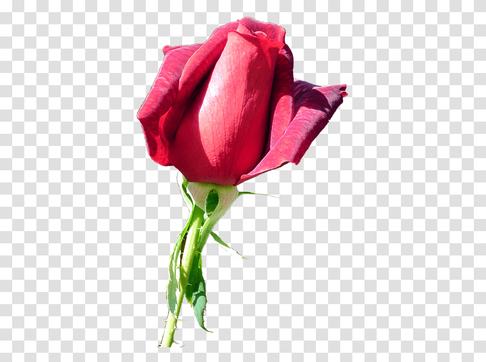 Rose Red Free Image On Pixabay Garden Roses, Flower, Plant, Blossom Transparent Png