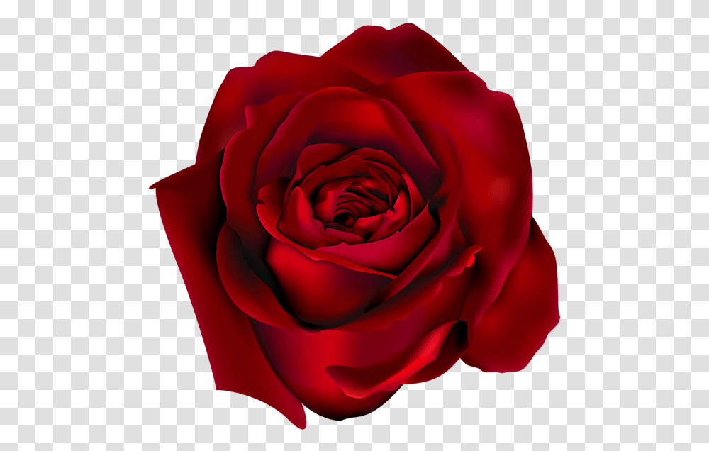 Rose Red Rose, Flower, Plant, Blossom, Petal Transparent Png