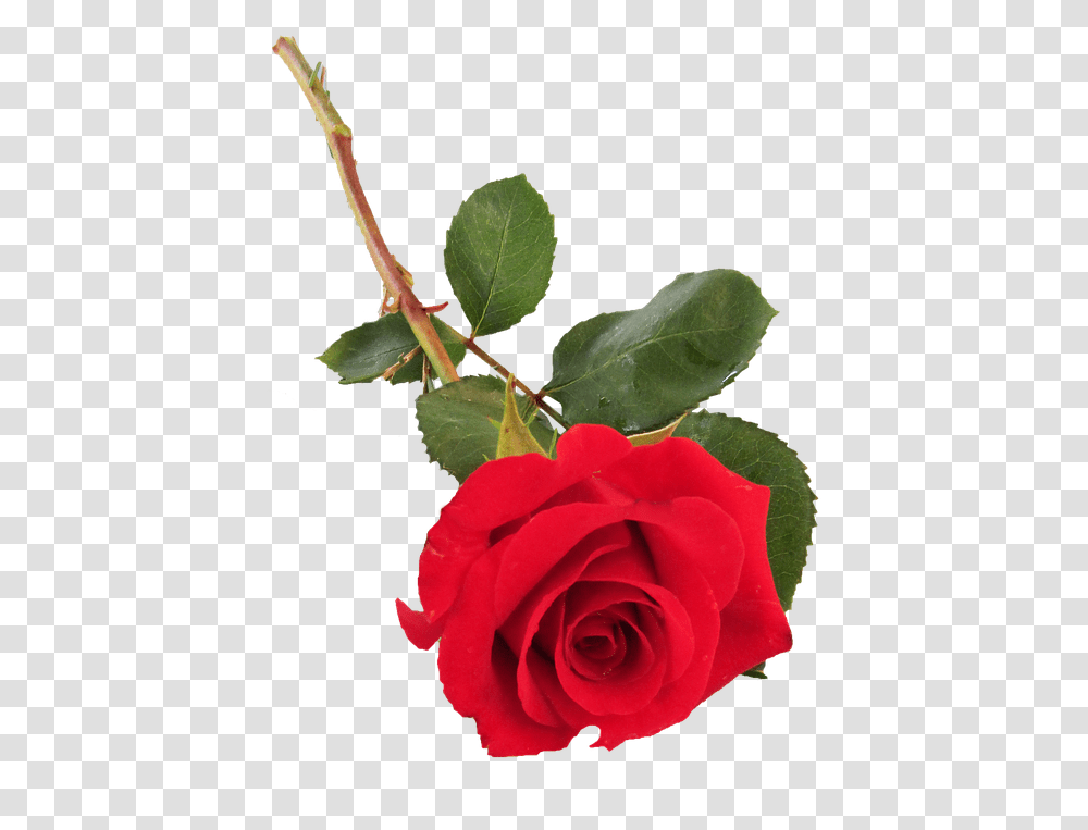 Rose Red Single Stem Single Stem Rose, Flower, Plant, Blossom, Acanthaceae Transparent Png