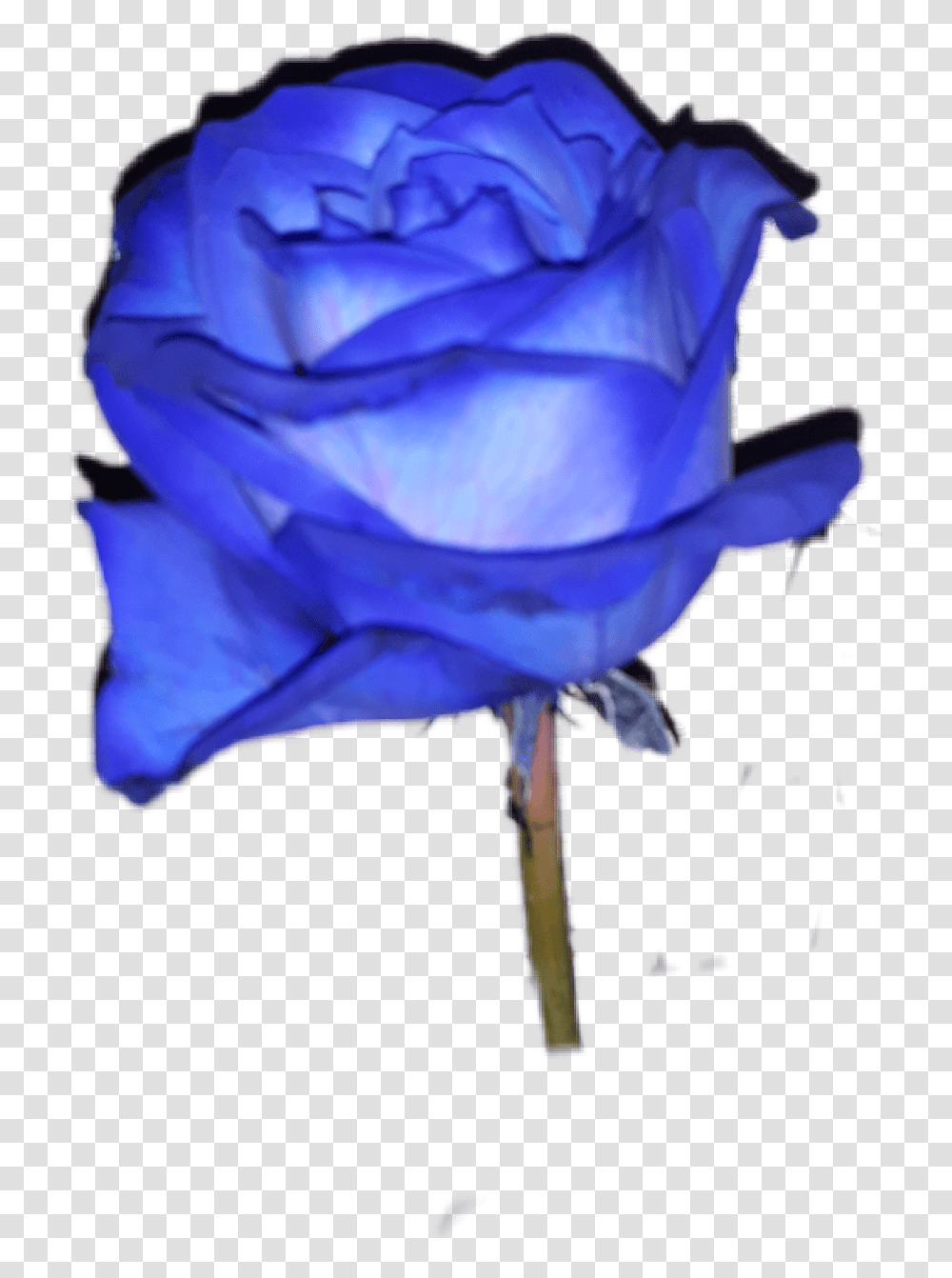 Rose Rosa Blue Blu Aesthetic Tumblr Roses Italy Floribunda, Flower, Plant, Blossom, Petal Transparent Png
