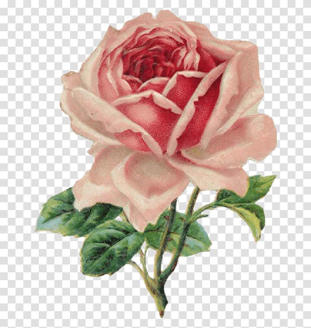 Rose Rosa Drawing Draw Dibujo Tumblr Aesthetic Vintage Rose Clip Art, Flower, Plant, Blossom, Petal Transparent Png