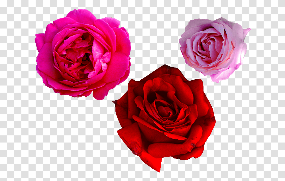 Rose Rosa Real, Flower, Plant, Blossom, Petal Transparent Png