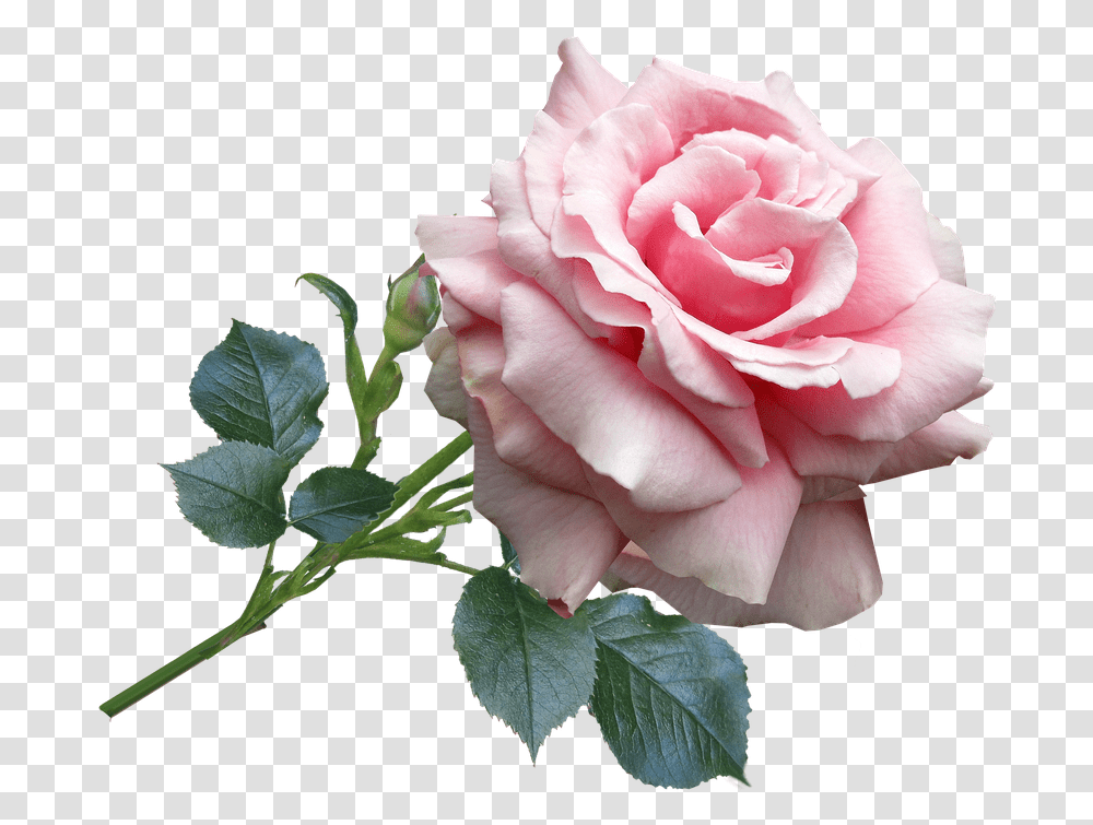 Rose Rosa Rosa, Flower, Plant, Blossom, Geranium Transparent Png