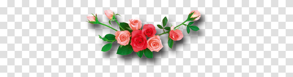 Rose Rose Flowers Logo, Plant, Blossom, Flower Bouquet, Flower Arrangement Transparent Png