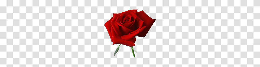 Rose Rose Images, Flower, Plant, Blossom, Petal Transparent Png