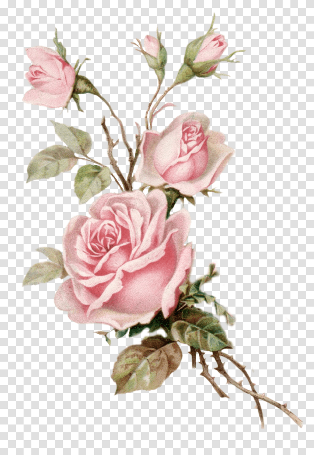 Rose Roses Art Aesthetic Aesthetictumblr Aestheticsticker Pink Roses Background, Plant, Flower, Blossom, Flower Arrangement Transparent Png