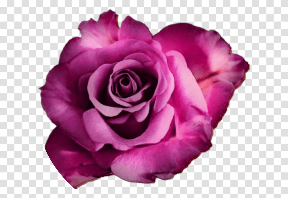 Rose Roses Flower Flowers Real Nature Edit Freetoedit Rose, Plant, Blossom, Petal Transparent Png