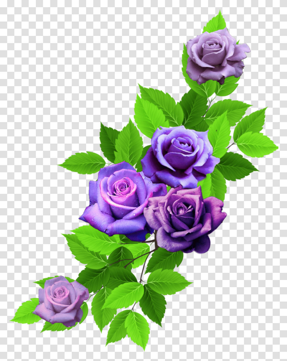 Rose Roses Nature Leaves Rainbow Rainbowflowers Floribunda, Plant, Blossom, Flower Bouquet, Flower Arrangement Transparent Png