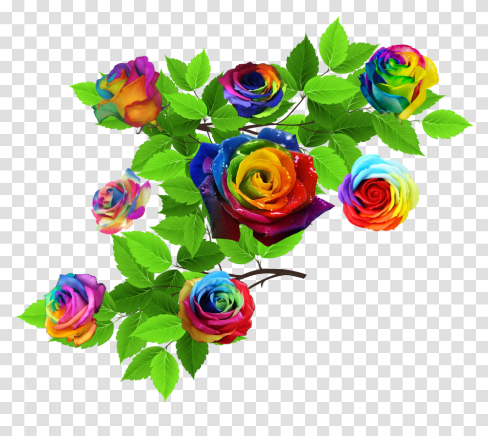 Rose Roses Nature Leaves Rainbow Rainbowflowers Garden Roses, Plant, Blossom Transparent Png