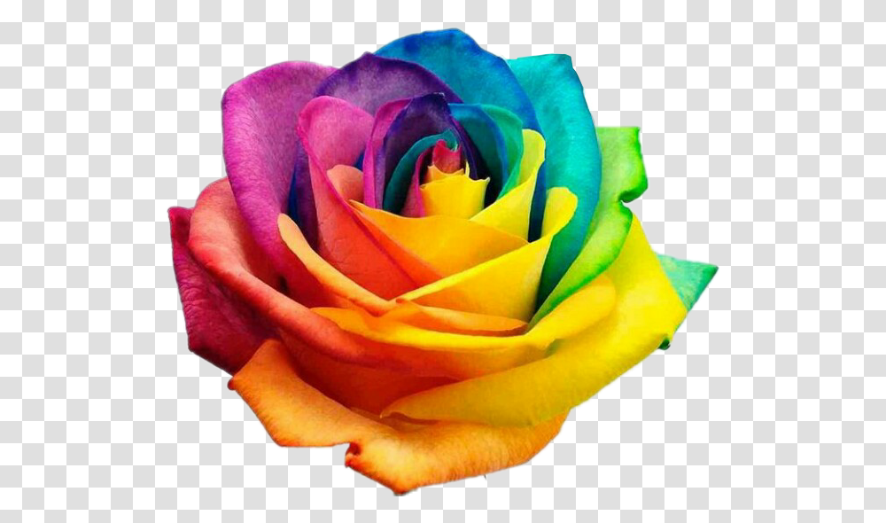 Rose Roses Rainbow Rainbowrose Flower Flowers International Day Against Homophobia, Plant, Blossom, Petal Transparent Png