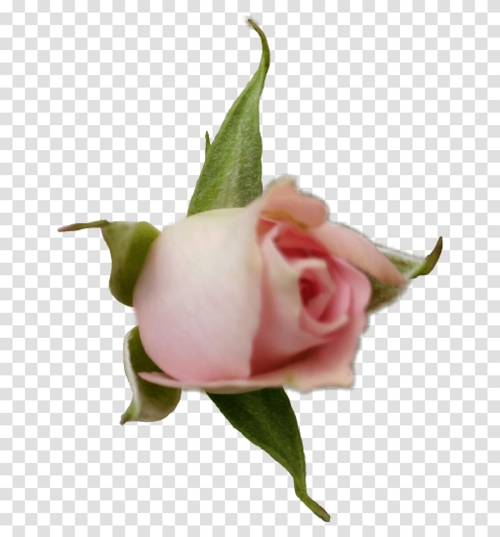 Rose Roses Rosebud Flower Blossom Pink Pinkrose Garden Roses, Plant, Petal Transparent Png