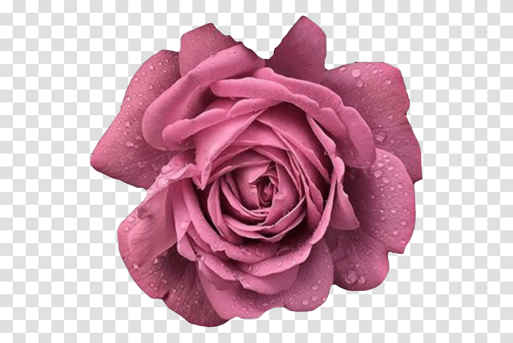 Rose Rosesflower Rosespink Pink Pinkrose Flower Floribunda, Plant, Blossom, Petal Transparent Png