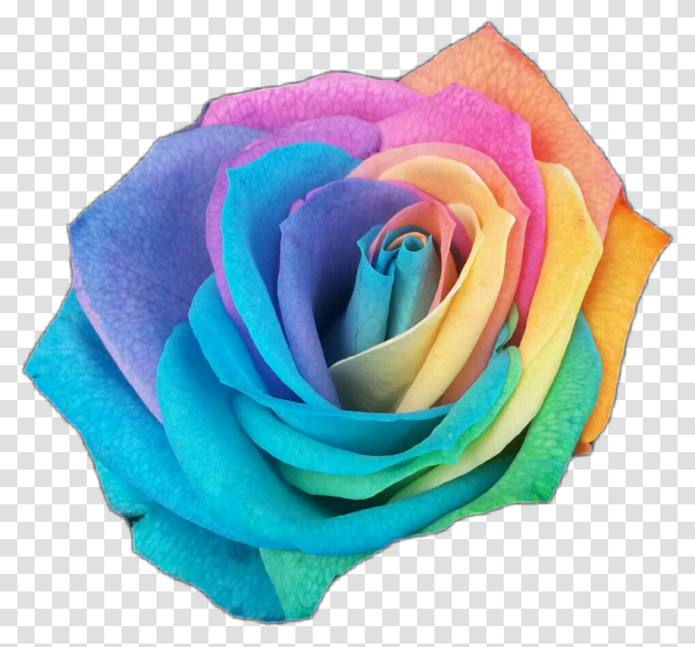 Rose Rosesticker Rainbow Rainbowrose Color Flowerstickers Rainbow Colored Rose, Plant, Blossom, Petal Transparent Png