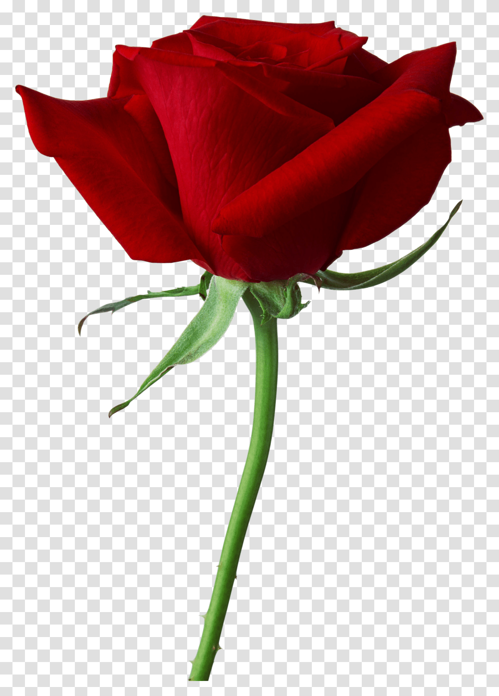 Rose Rouge, Flower, Plant, Blossom Transparent Png