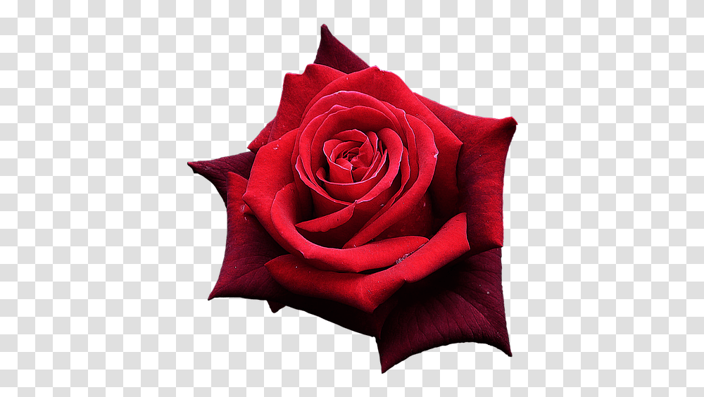 Rose Rouge One Red Rose Flower Cartoon One Flower Rose, Plant, Blossom Transparent Png