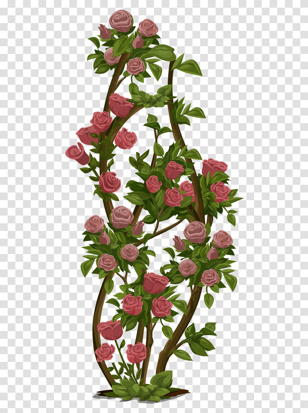 Rose Shrub Clipart, Floral Design, Pattern, Plant Transparent Png