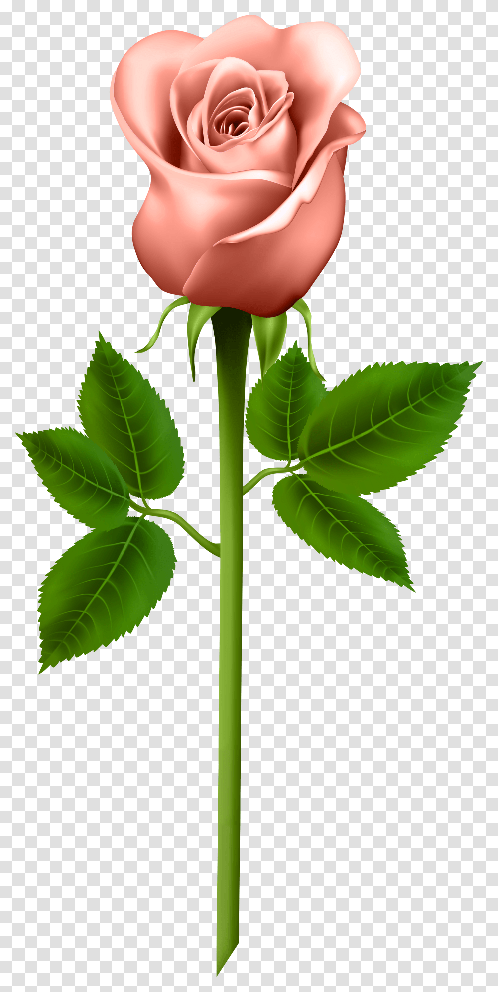 Rose Simple Editing Pictures Orange Roses Banner Purple Rose Clipart, Flower, Plant, Blossom, Leaf Transparent Png