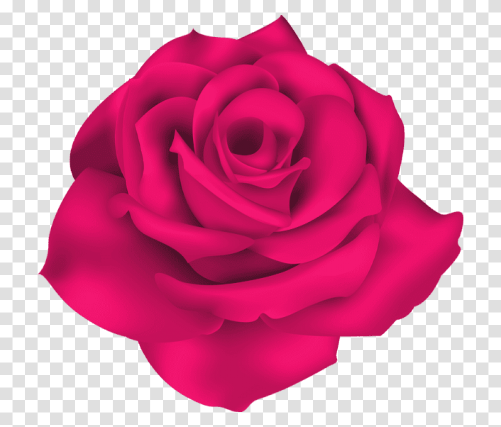 Rose Single Rose Background, Flower, Plant, Blossom, Petal Transparent Png
