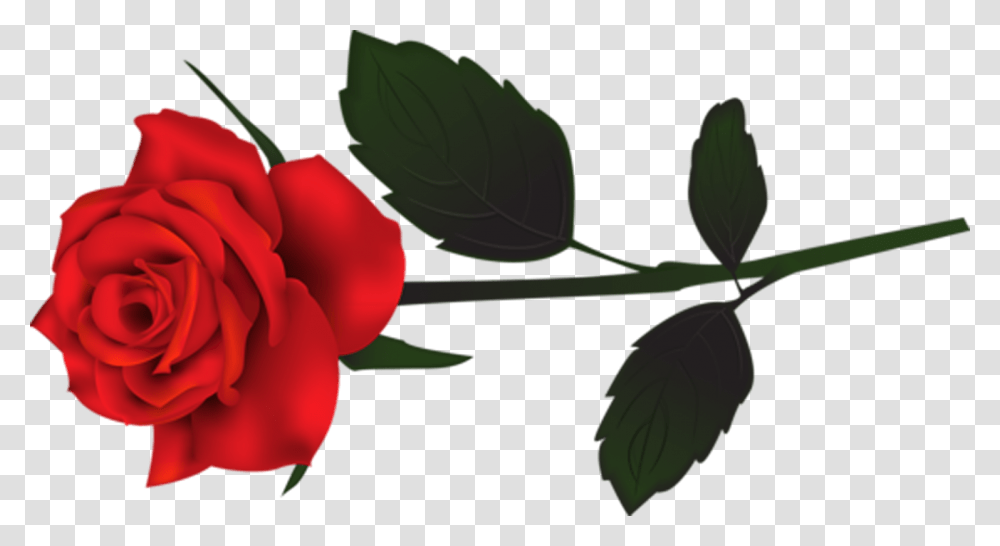 Rose Single Rose, Plant, Leaf, Petal, Flower Transparent Png