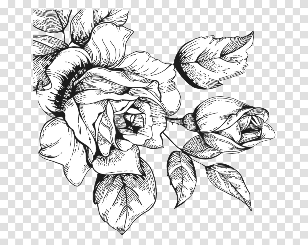 Rose Sketch Clipart Rose Sketch, Plant, Floral Design, Pattern Transparent Png