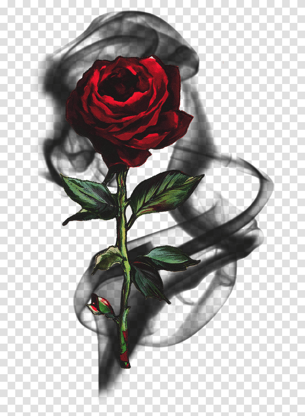 Rose Smoke Blackrose Rosesmoke Flowersmoke Black Red Rose, Plant, Blossom, Acanthaceae Transparent Png