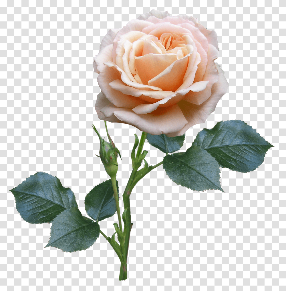 Rose Stem And Leaves, Flower, Plant, Blossom, Acanthaceae Transparent Png