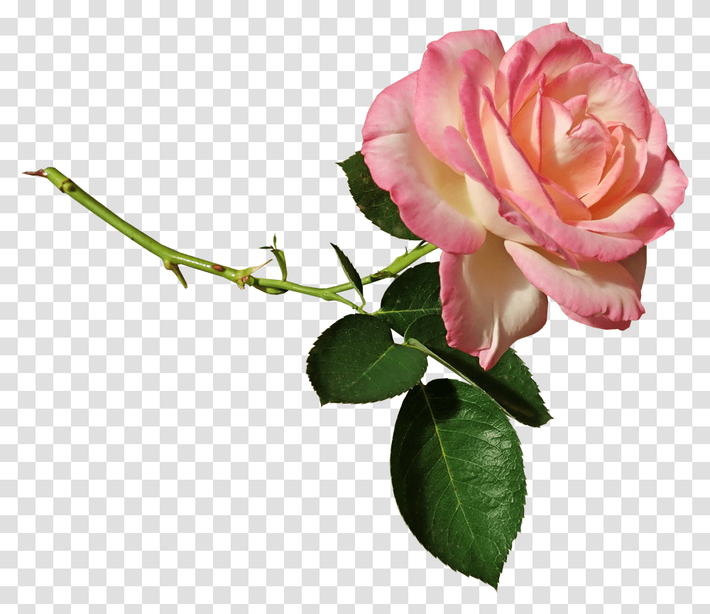 Rose Stem Ffragrant Cut Out Isolated Lower Garden Rozovoj Rozi Transparent Png
